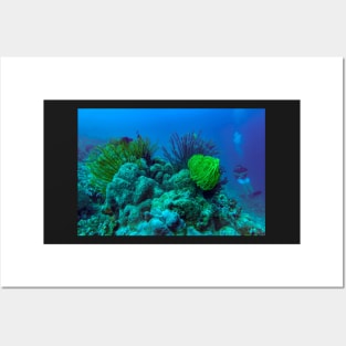 coral reefs Posters and Art